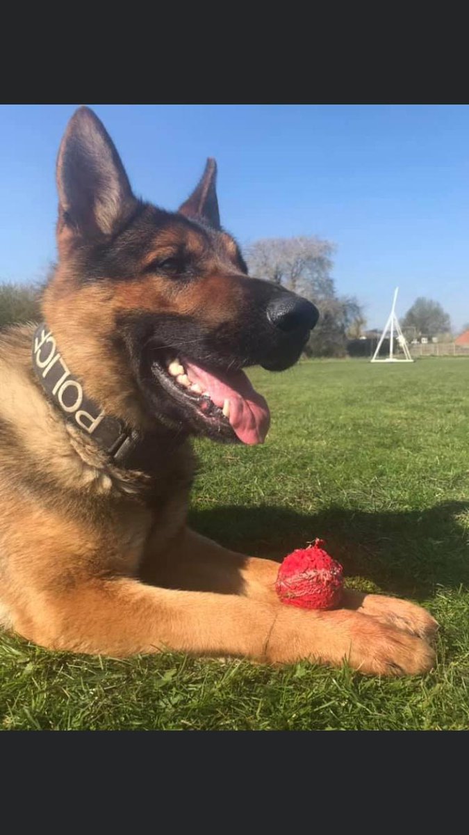 WMPDogs's tweet image. @Trafficwmp spot a stolen car Walsall area. The occupants decide they don't fancy trying to outrun the traffic cars, but do fancy their chances on foot. They obviously didn't spot PD Zander, who detains the driver. Passenger caught by Traffic Officers too and vehicle recovered AR