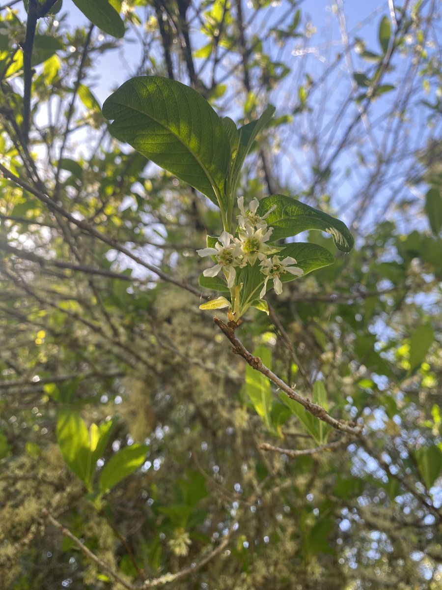 It’s been a minute (about 10 years ) since I have gotten to be back in the field, as a natural science interpreter. I am LOVING getting to know my new park, and all of its plants &amp; animals! 

But I needed help. And thank you <a href="/inaturalist/">iNaturalist</a> for being my hiking buddy &amp; coach!