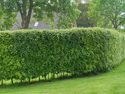 Hornbeam Hedging🌲
 
Often used as a replacement for green beech, hornbeam hedging can tolerate very damp conditions. The bright green leaves darken during the summer, and keeps its leaves through Winter if maintained well.

Interested in enquiring? 

Call Adrian on 087 2630523