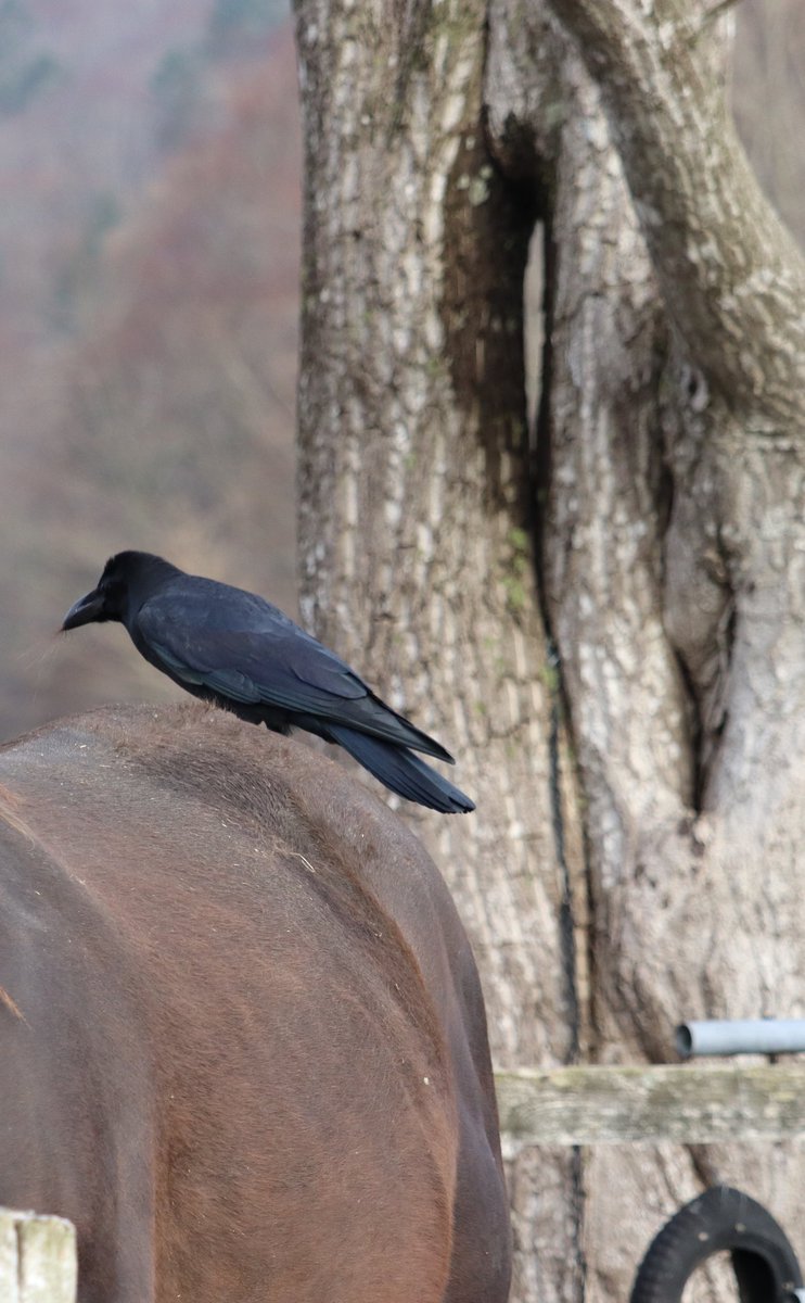 アグオ この季節 巣を作る為にカラスが母馬達の鬣や尻尾の毛を抜いてます アグオ この季節 巣を作る為にカラスが母馬達の鬣や尻尾の毛を抜いてます