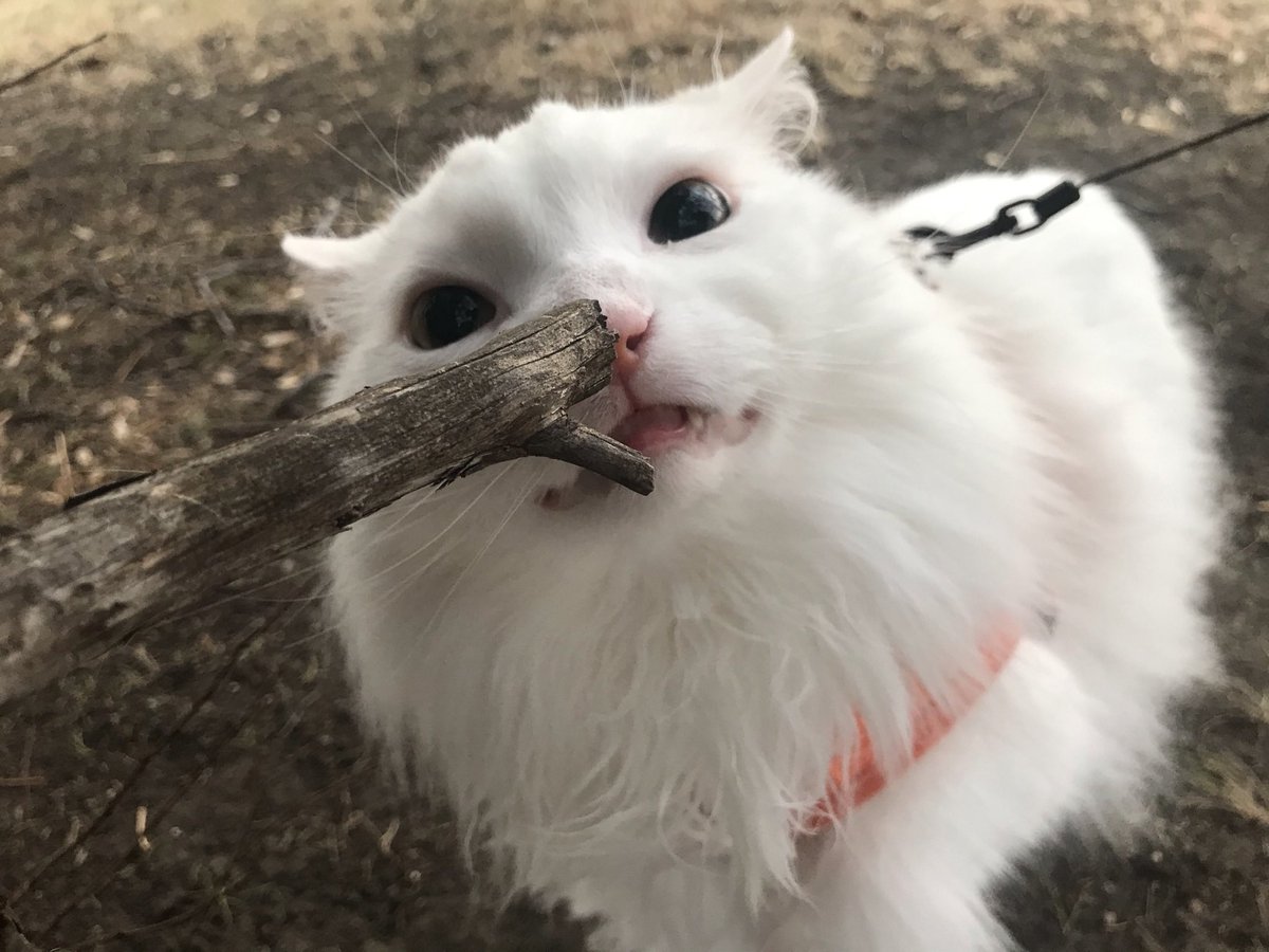 Thurston Waffles tweet media