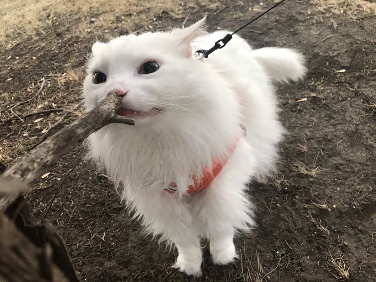 Thurston Waffles tweet media