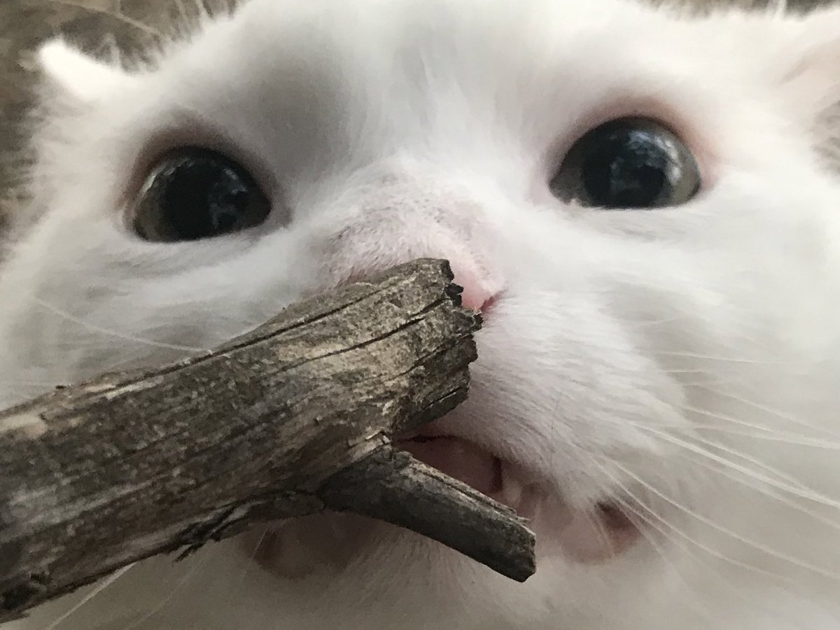 Thurston Waffles tweet media