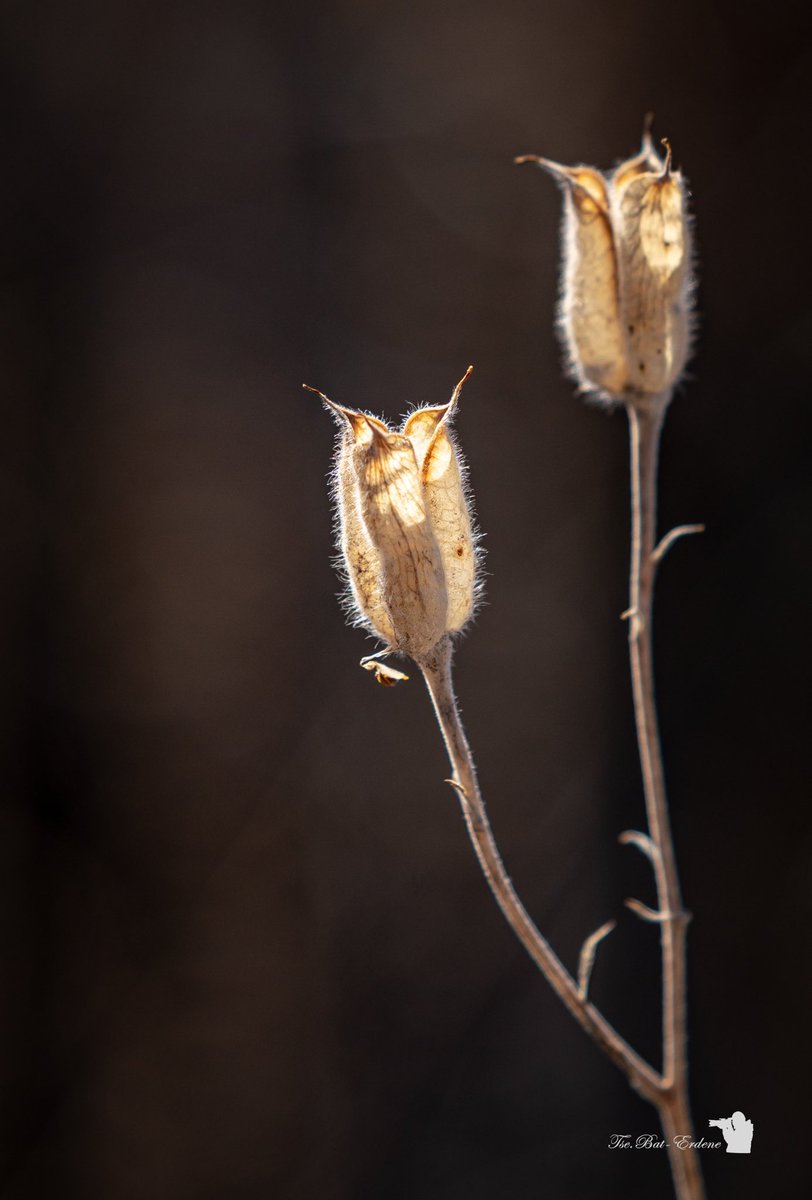 Унаталаа гэрэлтэх унаган заяа,  уг нь хаа сайгүй бий..
Нэгэн сайхан гэгээн өдрийн мэнд хүргэе !