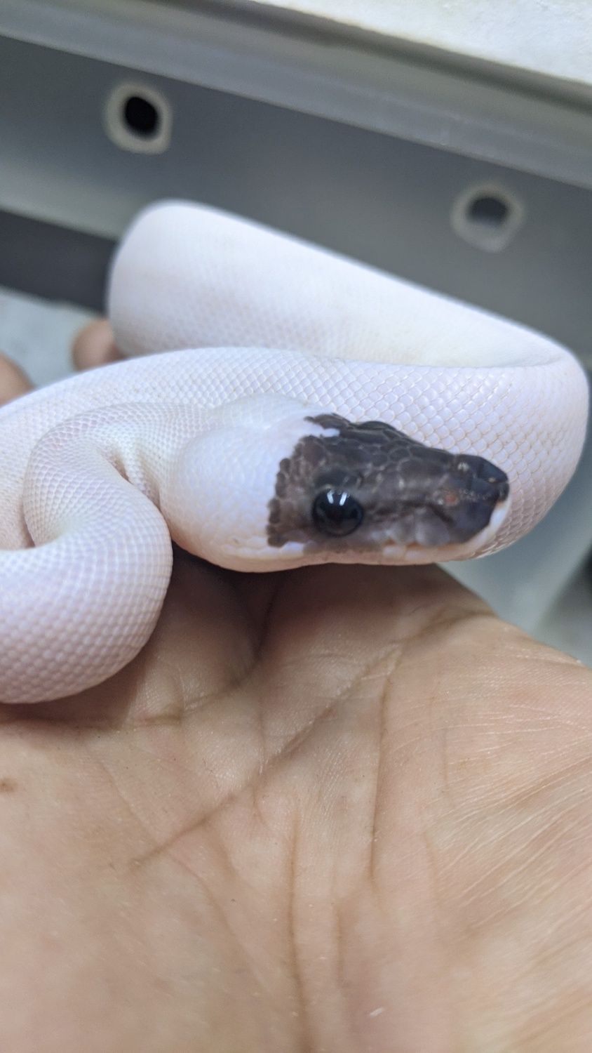 Super Spider Ball Python