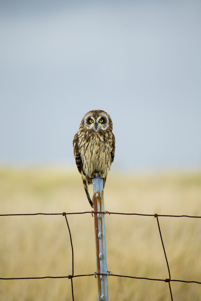 KoOlinaResort's tweet photo. In Hawaiian culture, ʻaumākua are deified ancestors often taking the form of animals, such as the native pueo, a Hawaiian short-eared owl. Today, pueo continue to roam Hawaiian skies and are still considered ʻaumākua by some. Follow @pueoproject to learn more. @NellaMediaGroup https://t.co/8knBxK3vFe