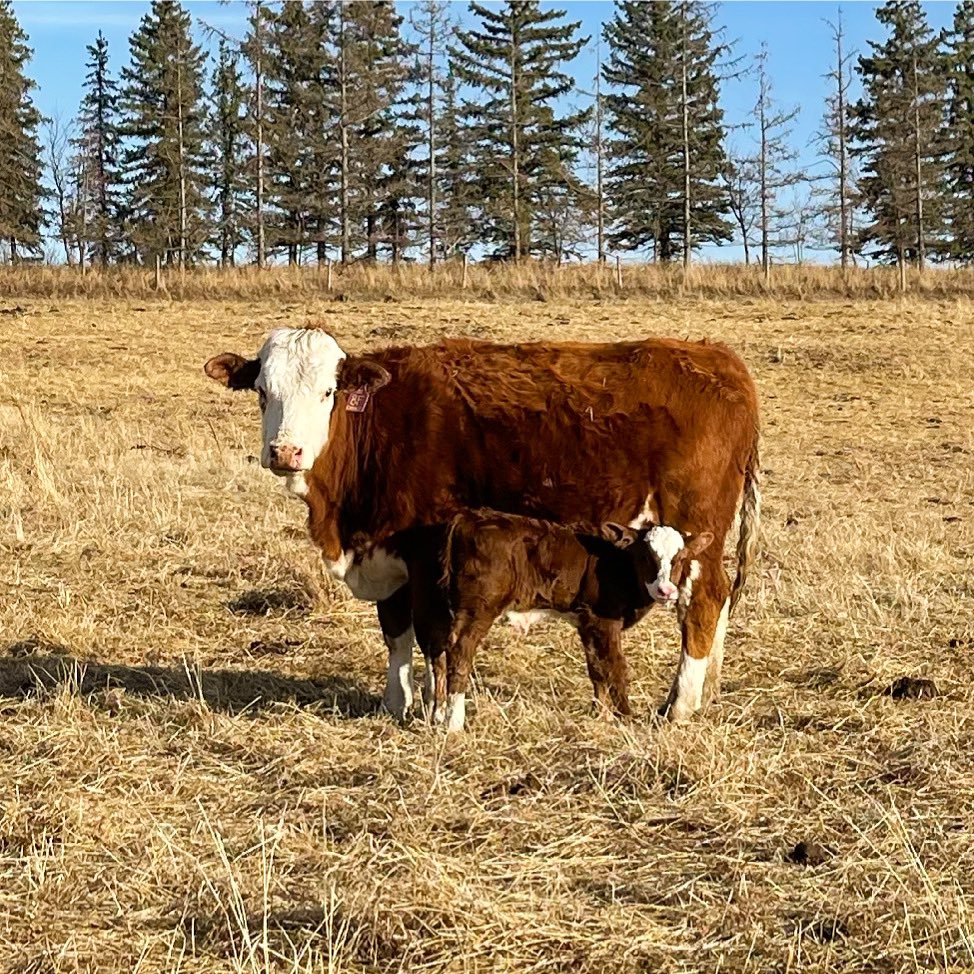 nelson_ranch's tweet photo. And the calves are dropping! https://t.co/5l9PZSHgZS