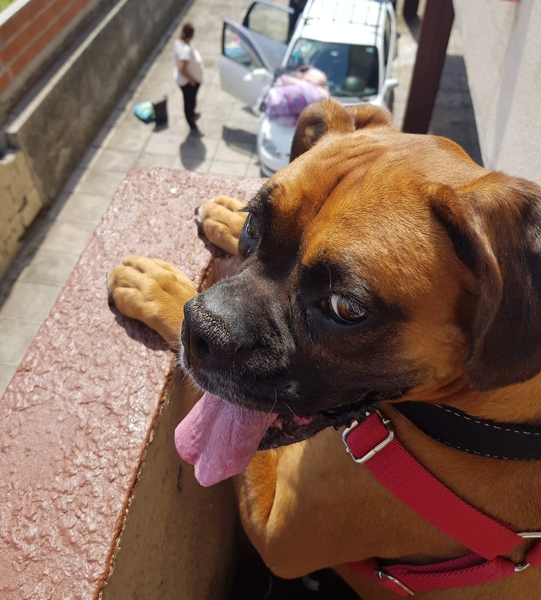 ddarkangel's tweet photo. Jordan es nuestra bebé y compañera desde nuestros primeros meses de convivencia.  
Lo único que quiero, es que el día que tengamos nuestra casita, ella esté ahí para compartirlo con nosotros ❤ https://t.co/keC5TReiaq