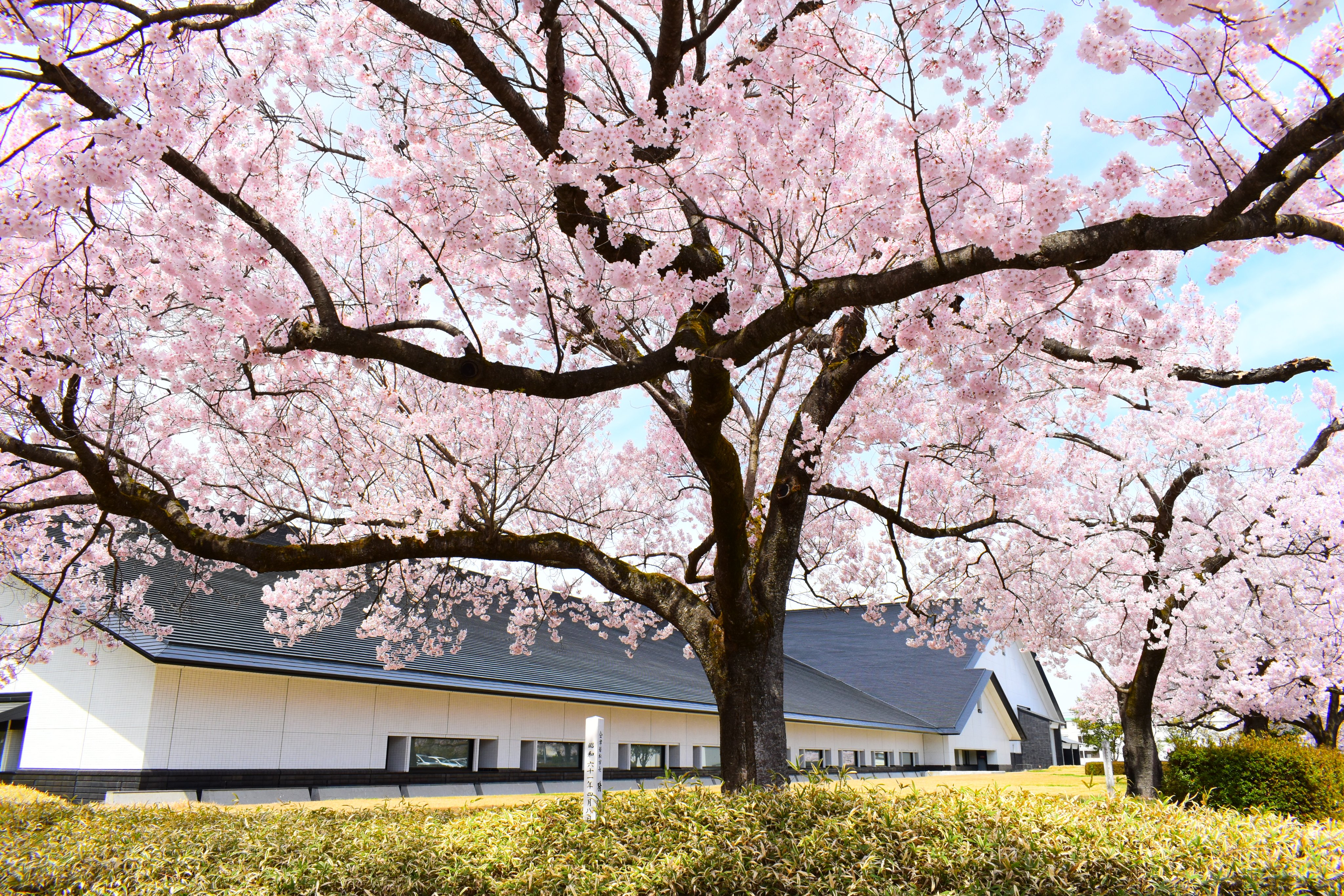 会津ファンクラブ 福島県立博物館の高遠桜も見頃です 高遠桜はピンク色が濃くてかわいいです みなさんに色々な桜の様子をお伝えしたく 赤べこちゃんも大忙しです 福島県立博物館 高遠桜 Sakura 会津の桜 赤べこ Aizu T Co