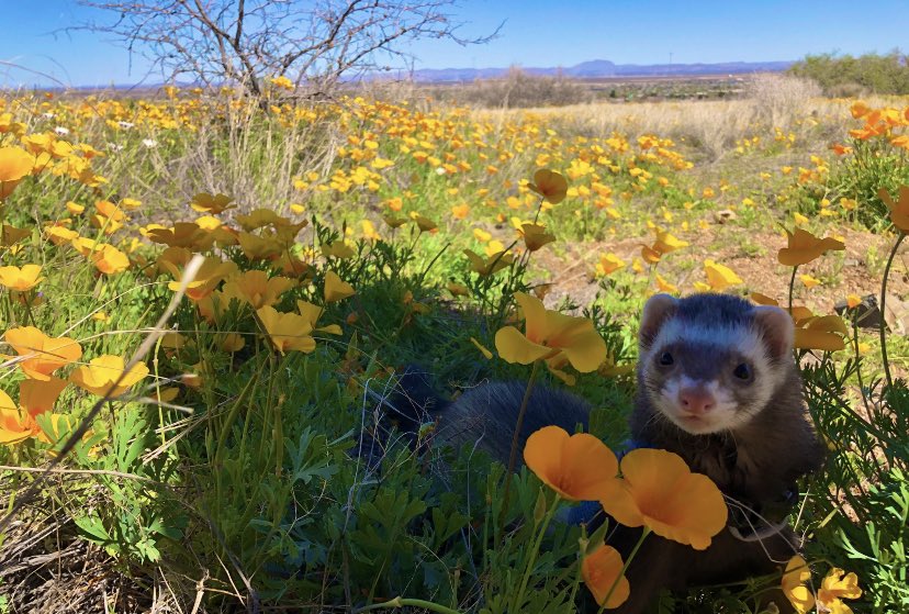 igpestosalad's tweet image. everyone stop what you’re doing and look at this ferret in a flower bed