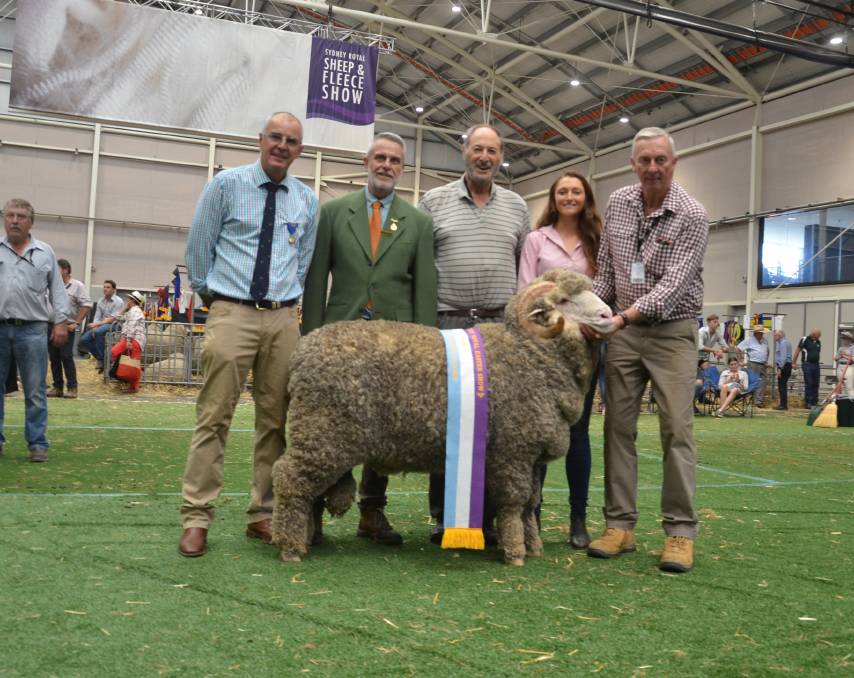 RAS_NSW's tweet photo. The Supreme Ram and Champion August-shorn Merino or Poll Merino ram has been presented to Hollow Mount. To view all the results from the 2021 Sydney Royal Sheep &amp; Fleece competition visit https://t.co/RSrFLaY7Fj #RASNSW #SydneyRoyal https://t.co/mhyO0wdJbU