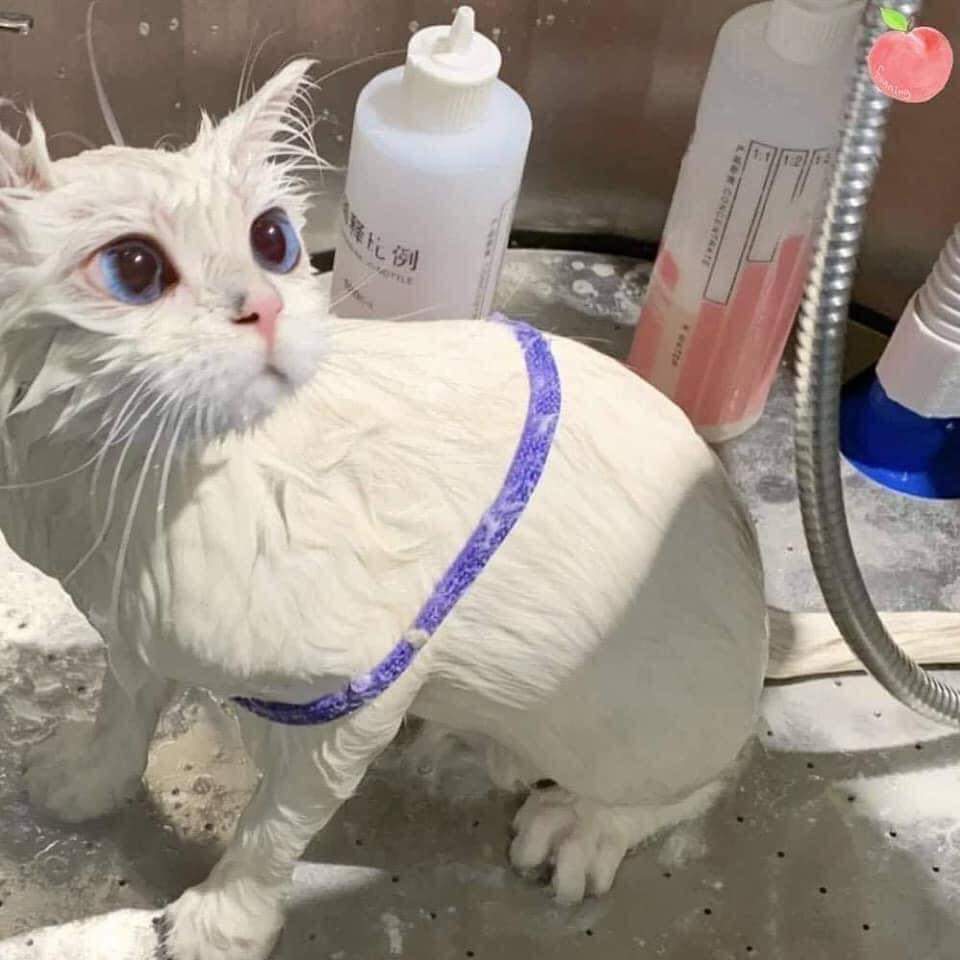 catshealdeprsn's tweet photo. https://t.co/3ul3G5GLMk