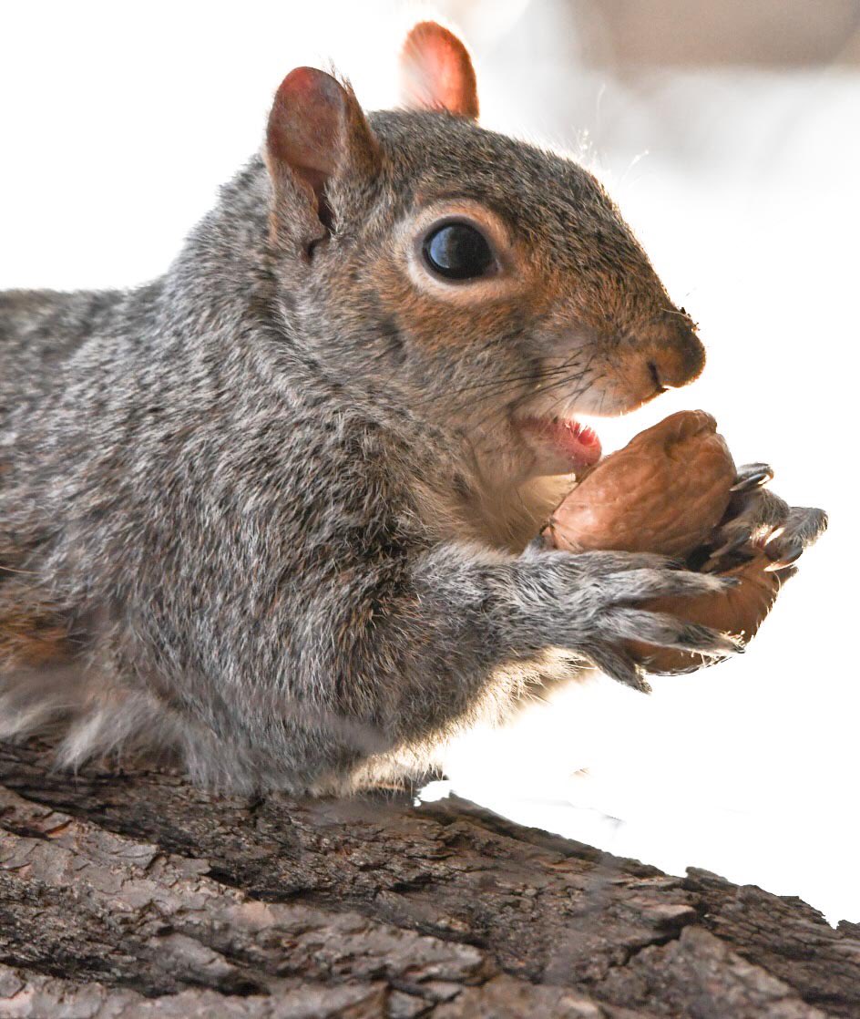 cab1998's tweet photo. While I do not tend to shoot squirrels, this one appeared while waiting, waiting and waiting for the Northern Parula. Click for full photo #bridcpp #CentralPark https://t.co/ptNmwKRewI