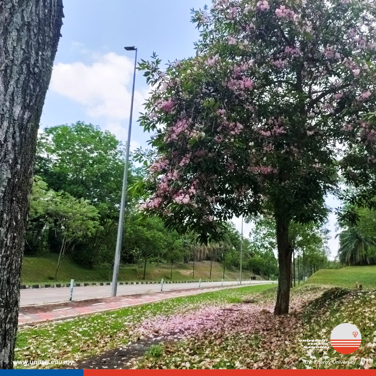 uniten's tweet image. &quot;A picture is worth a thousand words, but a memory is priceless&quot;
#sakuravibes #tecoma #CCIuniten #CSITuniten #COITuniten #KitaUNITEN