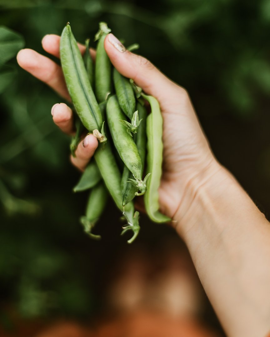 planet_protein's tweet photo. Peas are a #plantbased super hero.

Pea protein is a high-quality protein and a great source of iron. It can aid muscle growth, weight loss and heart health. 

Follow the link - https://t.co/cxLb4AvTHx https://t.co/uu5w1yEIP5