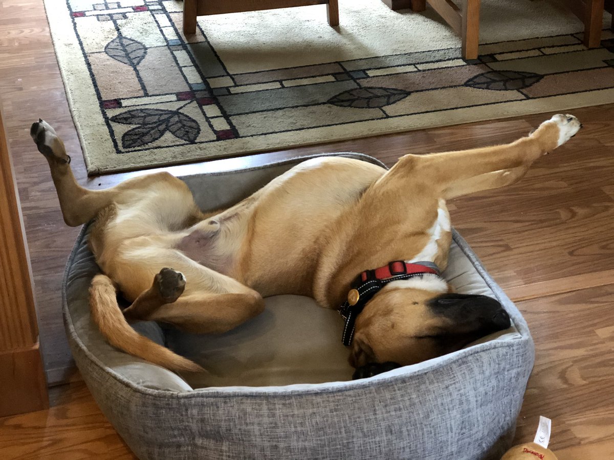 ChicknOrCharlie's tweet photo. I’m Charlie. I’m a dog. Some say when I sleep I look like a bunch of chicken parts. The point of this account is to prove them wrong. https://t.co/7bu4OZxY5i