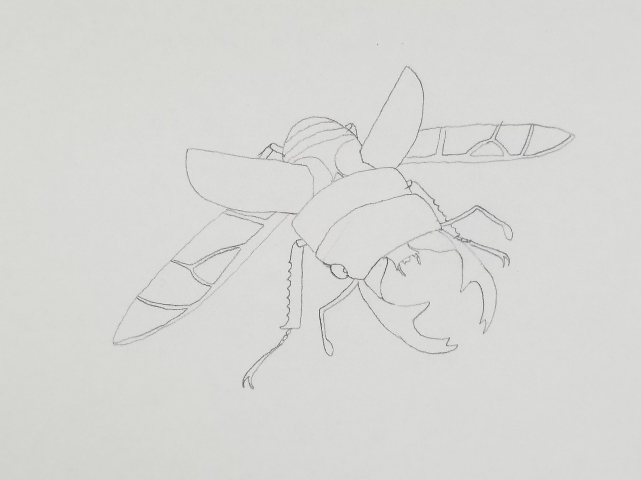 Little A カブトムシの人 ちなみにレミリアとフランをそれぞれ付け加える前のイラストはこちら イラスト イラスト好きな人と繋がりたい イラスト好きさんと繋がりたい グランディスオオクワガタ アルキデスオオヒラタクワガタ T Co