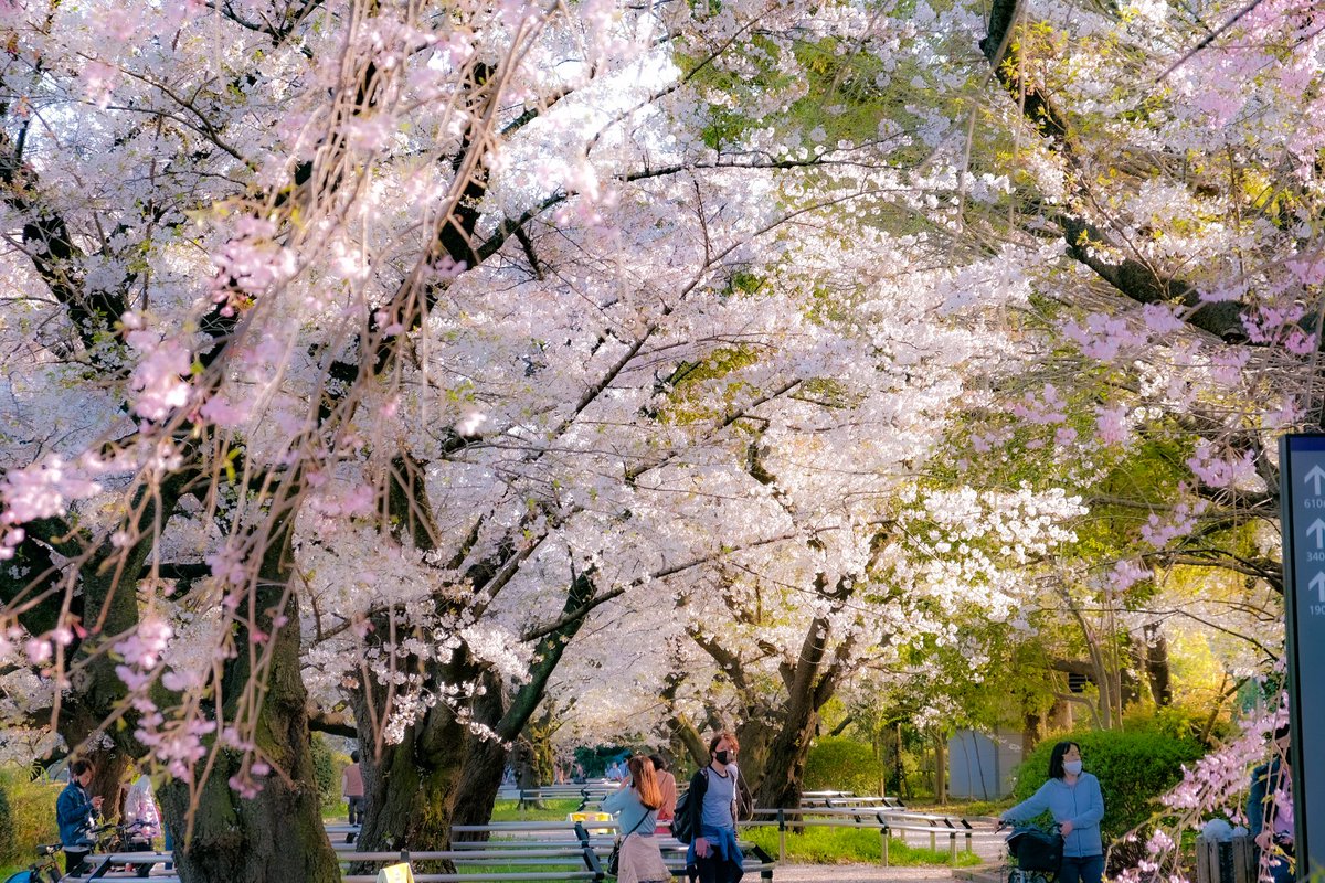 BARnostos's tweet photo. 今年も桜をたくさん楽��みました
https://t.co/H4guD0R3Oc

桜SAKURA TOKYO Apr. 2021
#甘泉園 の枝垂れ桜→ #箱根山 → #戸山公園 → #花園神社 → #新宿御苑 → #千鳥ヶ淵 → #神田川

#花見 
#桜 
#sakura #tokyo #cherryblossom #fujifilm #xs10 #dmctx1 #lumix #カメラ好きな人と繋がりたい https://t.co/3yZI7pj2T3
