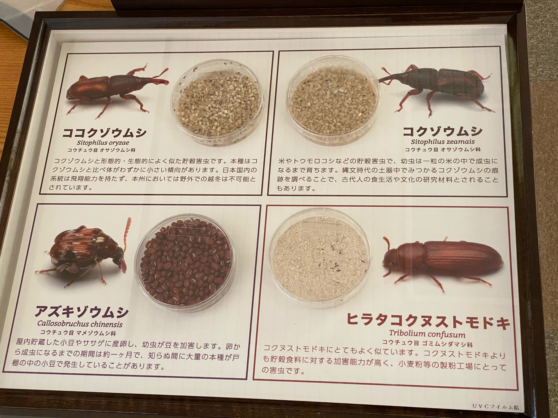 ピン セイダイ Nagashima Seidai 貯穀害虫の生体展示にアズキゾウムシ さんをデビューさせた コクヌストモドキは若干不調になったのでバックヤードで養生させることにした アズキゾウムシも羽化に波があるので 控え選手がいるとこの展示を維持しやす