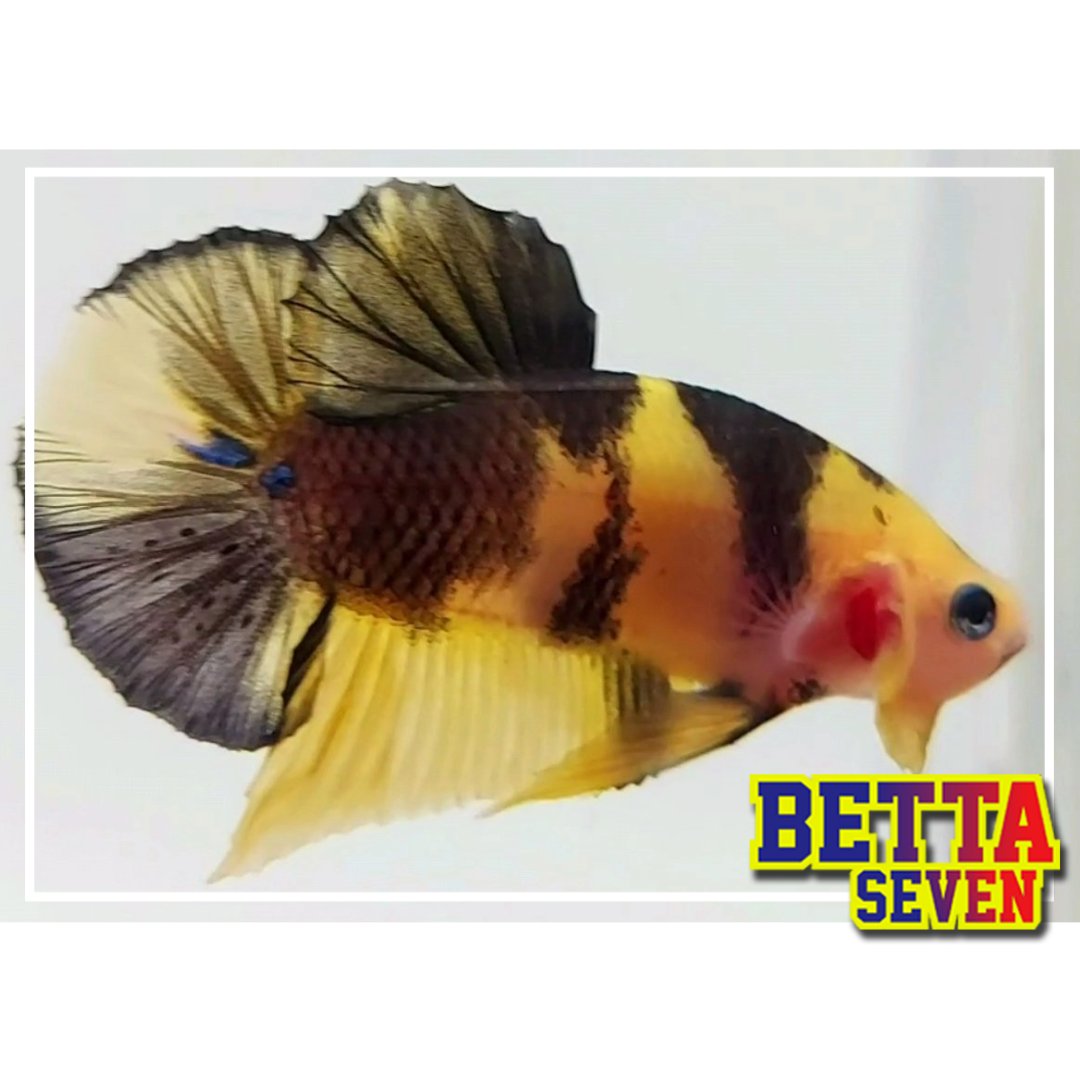 Ikan Cupang Warna Kuning :) <a href="/susipudjiastuti/">Susi Pudjiastuti</a>