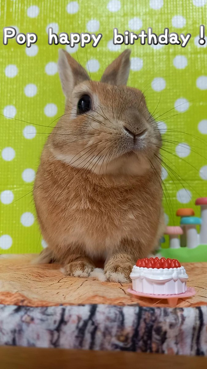うさぎカフェ おかしな誕生日 笑 いちごを力いっぱい拒否しまくるうさぎさん 動画はこちらです T Co Gocrjcq0mh うさぎ うさぎカフェ うさぎさん うさぎ好き うさぎ部 ネザーランドドワーフ 立ち耳 Rabbit Bunny 男の子 かわいい うさぎカフェ おかしな誕生日 笑 いちごを力いっぱい拒否しまくるうさぎさん 動画はこちらです T Co Gocrjcq0mh うさぎ うさぎカフェ うさぎさん うさぎ好き うさぎ部 ネザーランドドワーフ 立ち耳 Rabbit Bunny 男の子 かわいい
