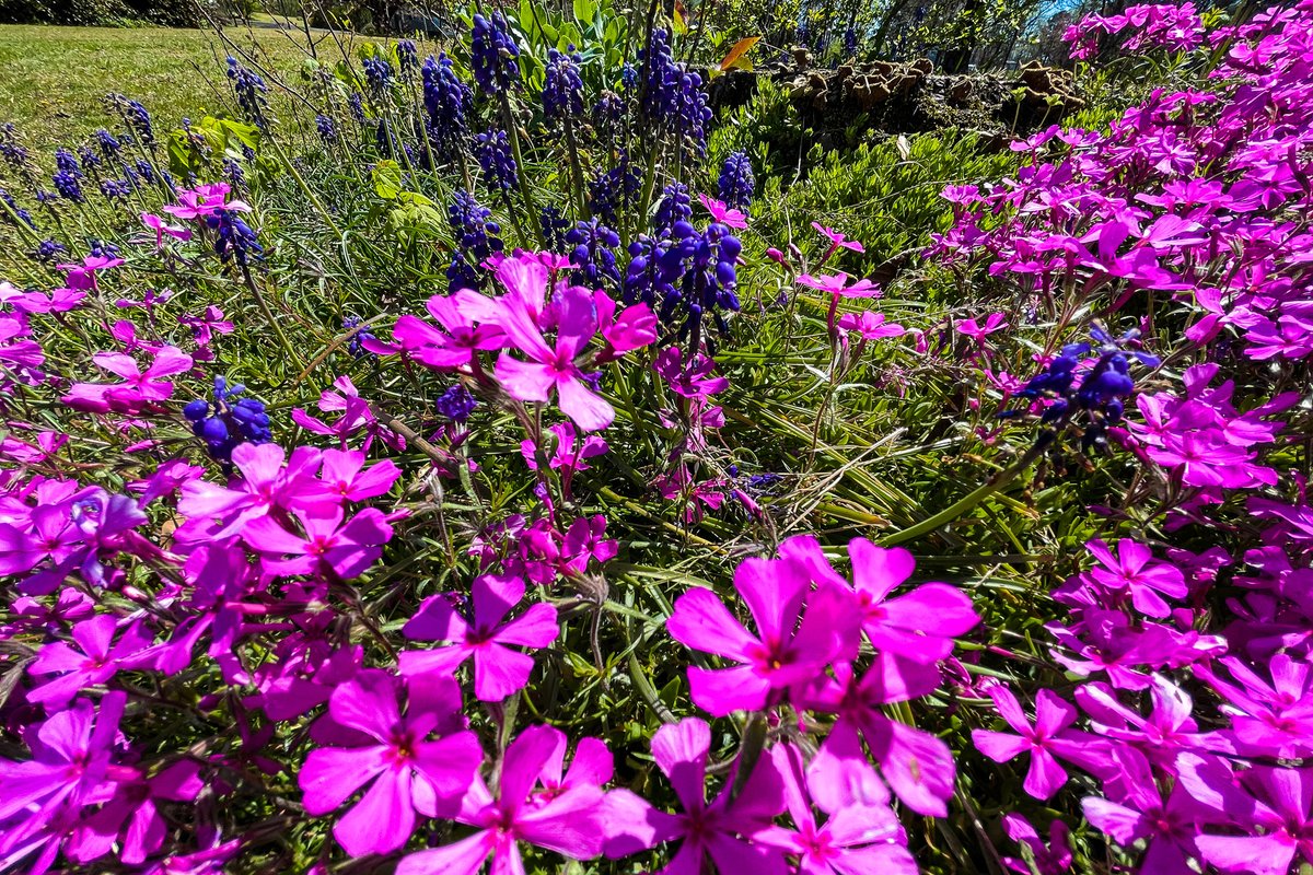 HankAllen's tweet image. More north Alabama early spring.