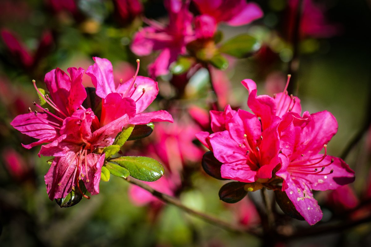 HankAllen's tweet image. More north Alabama early spring.