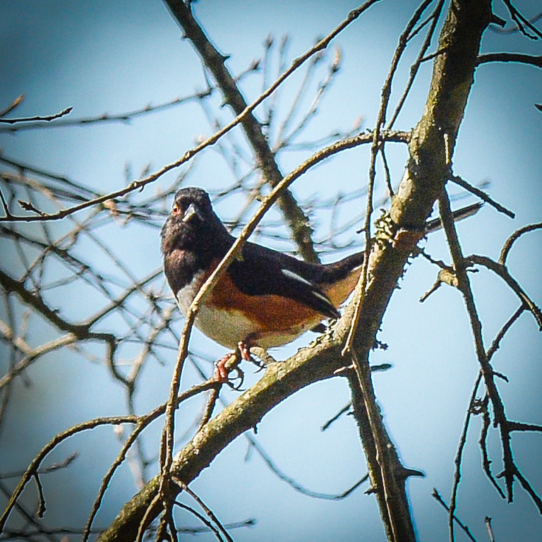 HankAllen's tweet image. More north Alabama early spring.