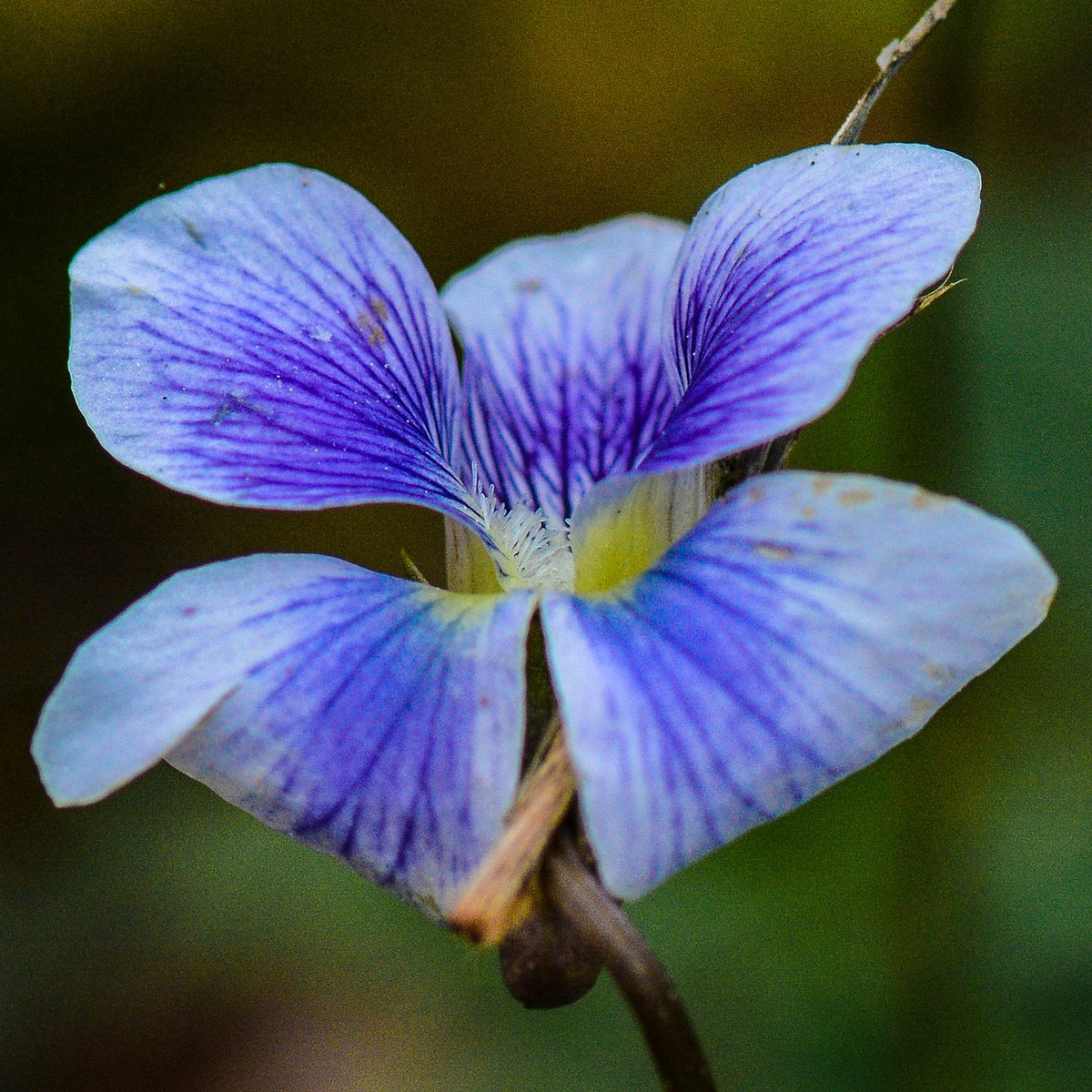 HankAllen's tweet image. More north Alabama early spring.