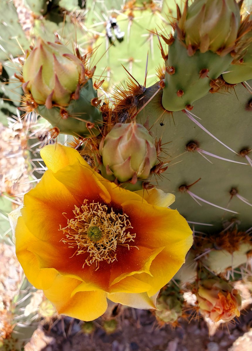 KimMattina's tweet image. Sometimes, you have to push away the pricks to find the true blossoms.   #CactusFlowers #AZSpring
