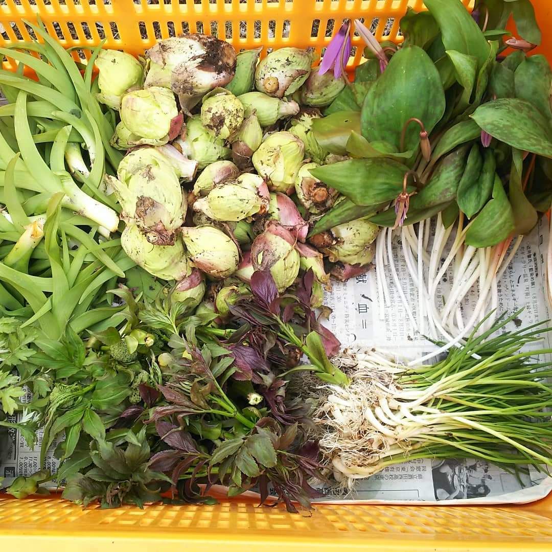 天然山菜