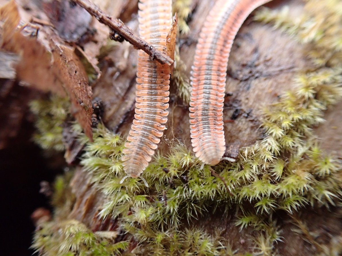 Xavier J. Zahnle tweet media