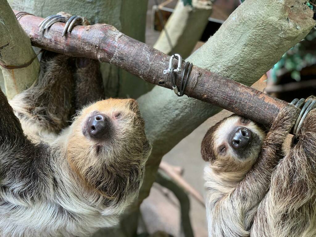 那須どうぶつ王国 マロロとコマ2頭仲良くお昼寝中 ㅤㅤㅤㅤㅤㅤㅤㅤㅤㅤㅤㅤㅤ 那須どうぶつ王国 Nasuanimalkingdom Nasu Animal Kingdom ナマケモノ フタユビナマケモノ Sloth お昼寝 T Co Xy0nmkmo9r T Co Axsjchbmaq