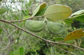 arbolespe's tweet photo. #Cuspa  (Aspidosperma cuspa) F Apocinaceae
Arboles pequeños con escaso latex. Hojas alternas.infloresencias axilates Caliz sin glándulas insertas, estambres insertados en la mitad o ,as alto del tubo de la corola. Anteras libres del estigma. Gineceo apocárpico. Fruto 2 foliculos. https://t.co/a6QTzycooV
