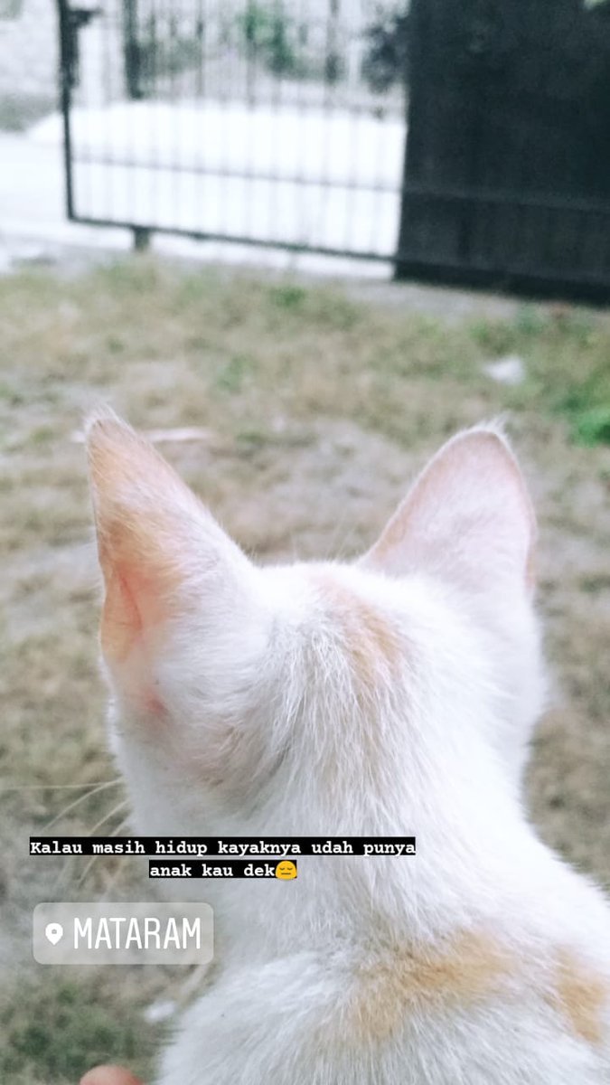 Mikoku sayang, mikoku malang😶