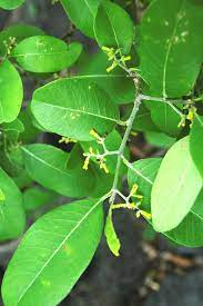 arbolespe's tweet photo. #Cuspa  (Aspidosperma cuspa) F Apocinaceae
Arboles pequeños con escaso latex. Hojas alternas.infloresencias axilates Caliz sin glándulas insertas, estambres insertados en la mitad o ,as alto del tubo de la corola. Anteras libres del estigma. Gineceo apocárpico. Fruto 2 foliculos. https://t.co/a6QTzycooV
