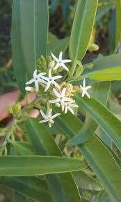 arbolespe's tweet photo. #Cuspa  (Aspidosperma cuspa) F Apocinaceae
Arboles pequeños con escaso latex. Hojas alternas.infloresencias axilates Caliz sin glándulas insertas, estambres insertados en la mitad o ,as alto del tubo de la corola. Anteras libres del estigma. Gineceo apocárpico. Fruto 2 foliculos. https://t.co/a6QTzycooV