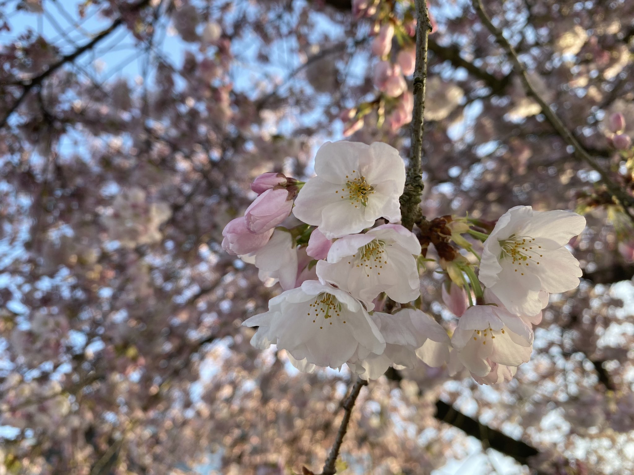 潔小晴jessica على تويتر 你說 好像路都會走到最後 雖然不一定都是花開的結果 然而我不求什麼花開的結果 只想好好把握每個當下 各自也好 一起當然更好 廢文呢喃牢騷 潔小晴jessica على تويتر 你說 好像路都會走到最後 雖然不一定都是花開的結果 然而我不求什麼花開的結果 只想好好把握每個當下 各自也好 一起當然更好 廢文呢喃牢騷