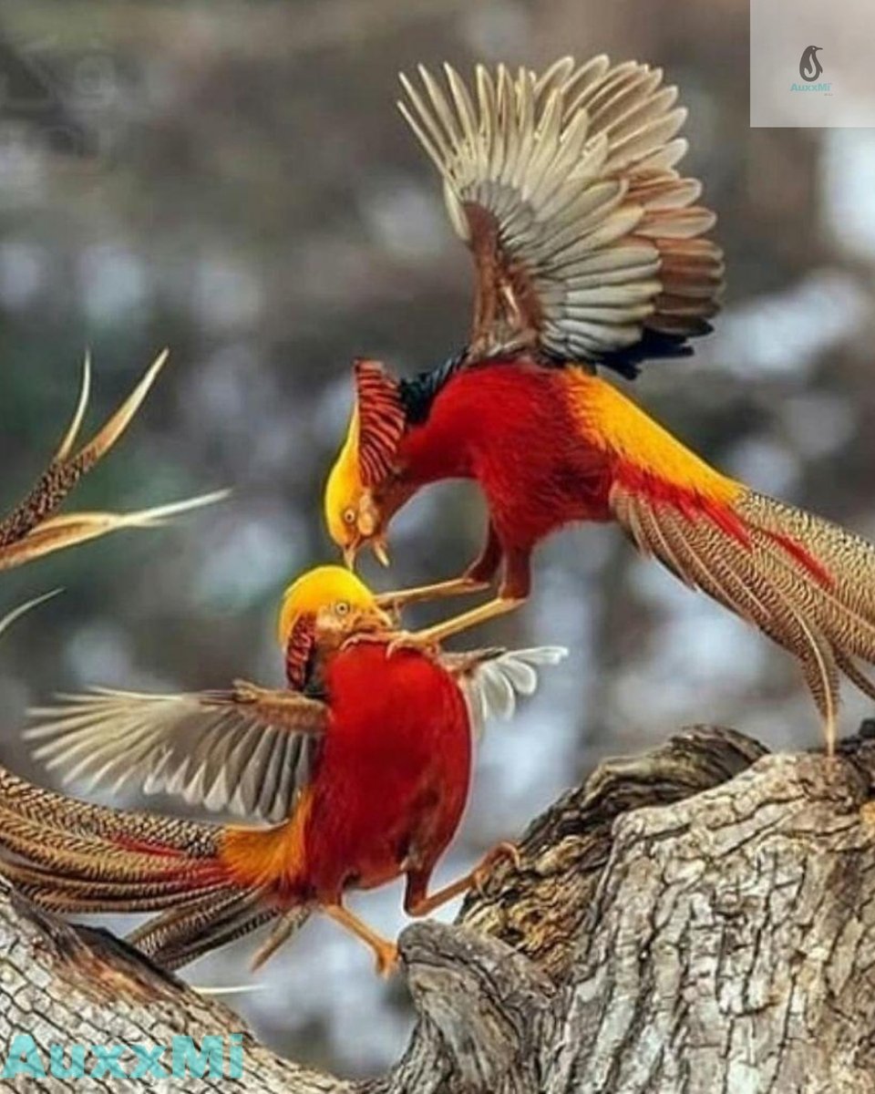 AuxxMi is a virtual eye to save and enhance wildlife and wild places worldwide through science, conservation action, education, and inspiring people to value nature and beauty. AuxxMi- Let Live.

facebook.com/auxxmi/