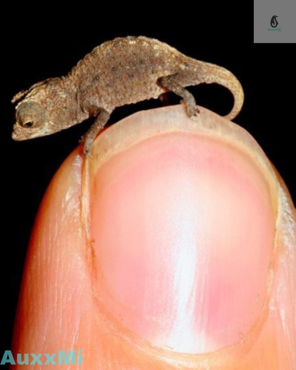 AuxxMi is a virtual eye to save and enhance wildlife and wild places worldwide through science, conservation action, education, and inspiring people to value nature and beauty. AuxxMi- Let Live.

facebook.com/auxxmi/