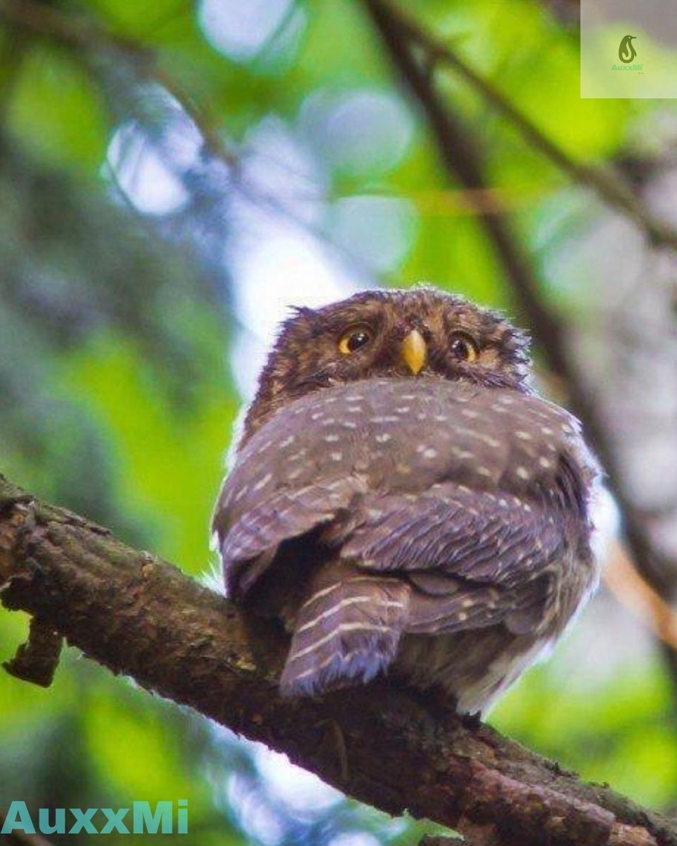 AuxxMi is a virtual eye to save and enhance wildlife and wild places worldwide through science, conservation action, education, and inspiring people to value nature and beauty. AuxxMi- Let Live.

facebook.com/auxxmi/