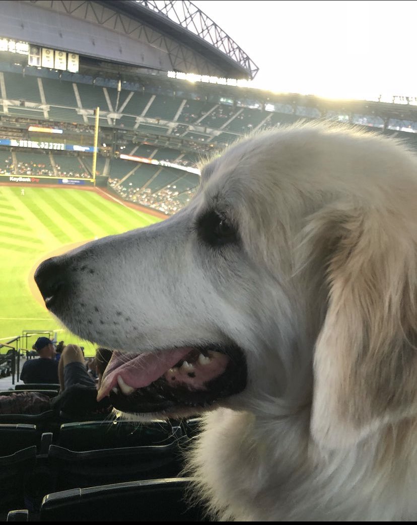 Will Mock tweet media