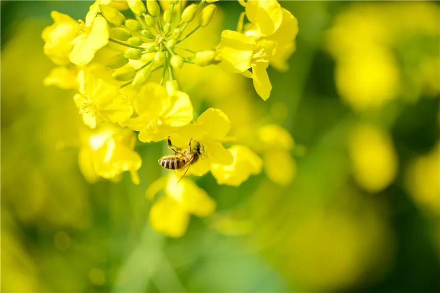 Kunshan_China's tweet photo. The spring is coming step by step with vigorous signs of life: golden cole flowers usher in full bloom; bees busy gather nectar, and ducks frolic on the lake. #KunshanInSpring https://t.co/iAkdaj01xz