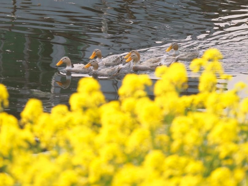 Kunshan_China's tweet photo. The spring is coming step by step with vigorous signs of life: golden cole flowers usher in full bloom; bees busy gather nectar, and ducks frolic on the lake. #KunshanInSpring https://t.co/iAkdaj01xz