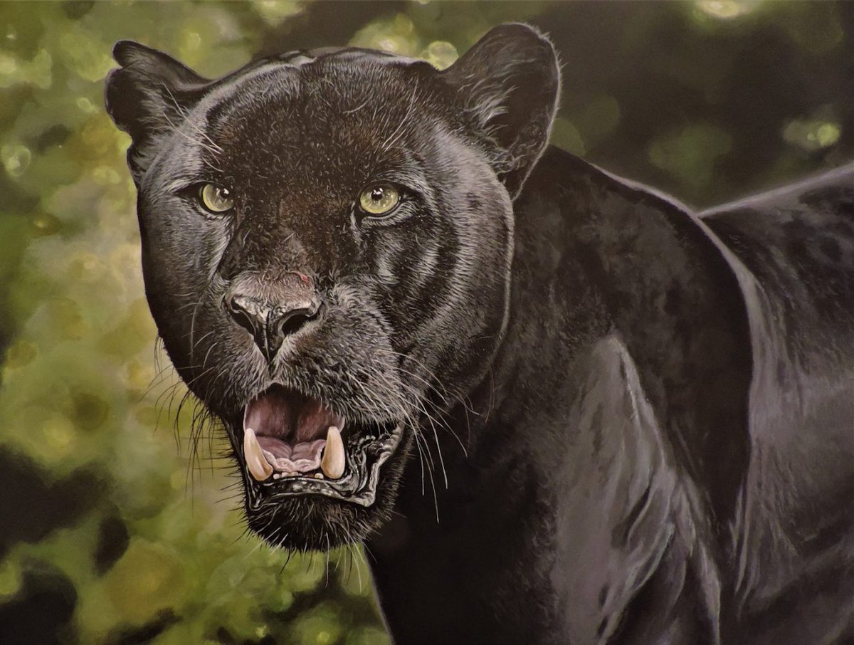 StudioWebsites's tweet photo. #ArtOfTheDay #art
#Artist: Jeff Cain – animal art
#Artwork: Title Imperium. Acrylic on clayboard. Original 60x45cm. Indian male black leopard
Copyright with Artist
#jeffcainanimalart #jeffcain #commissions
https://t.co/wkHCXDQoop https://t.co/YTbZMgK07B