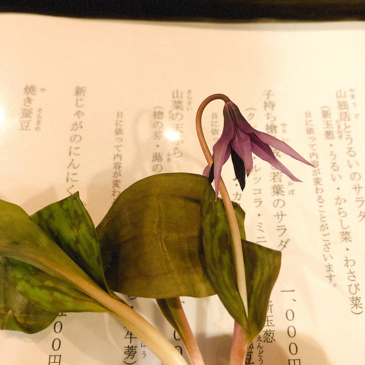 孫ヱ門 カタクリの花 こちら山菜天ぷら仲間入り