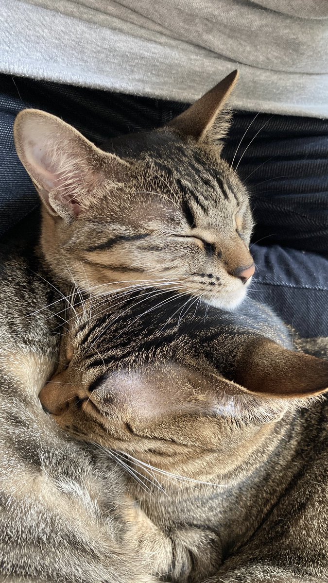 Nagomiya 30分ほど別室にいて戻ったら 大喜びでゴロゴロ喉鳴らしながら足元で寝る猫たち そんなに私が好きかね 姉妹猫うめもも