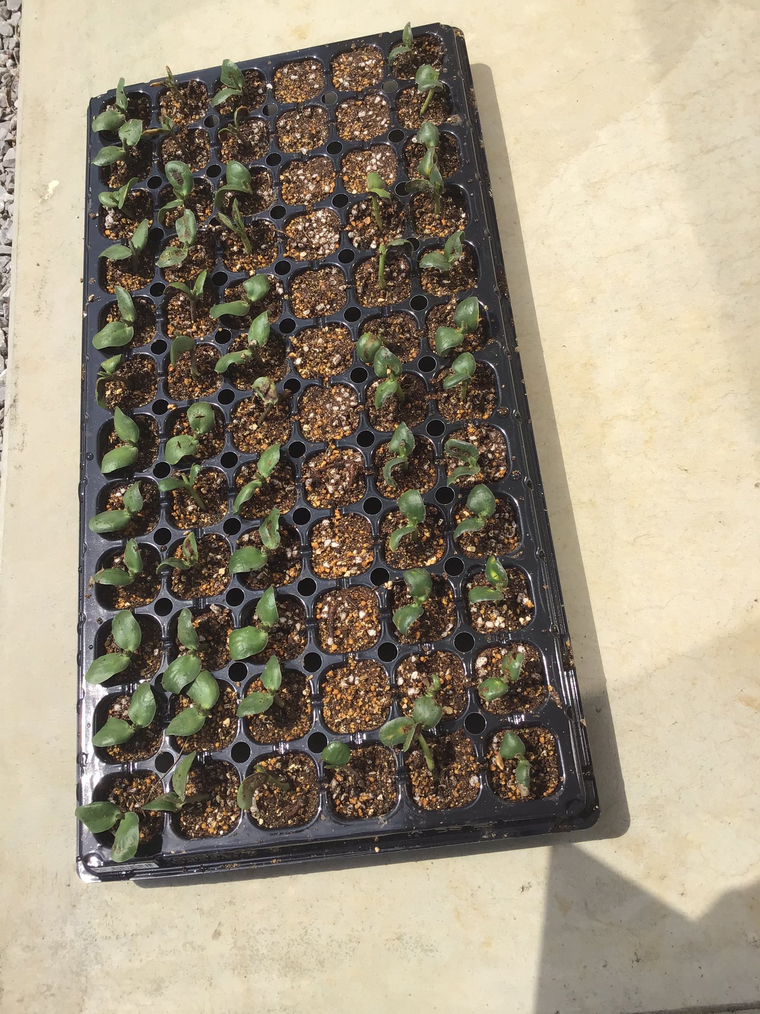 断根 Twitter Search Twitter