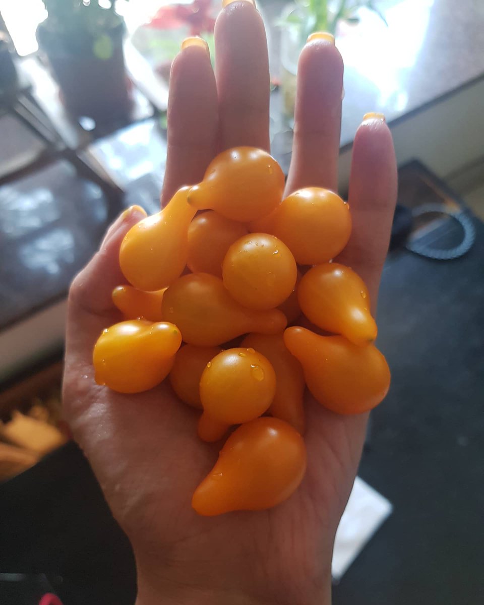aparnanadig1's tweet image. Beauty is in the hand of the beholder
#yellowpeartomatoes #homegrown #heirloom #organic #gardening #mumbai