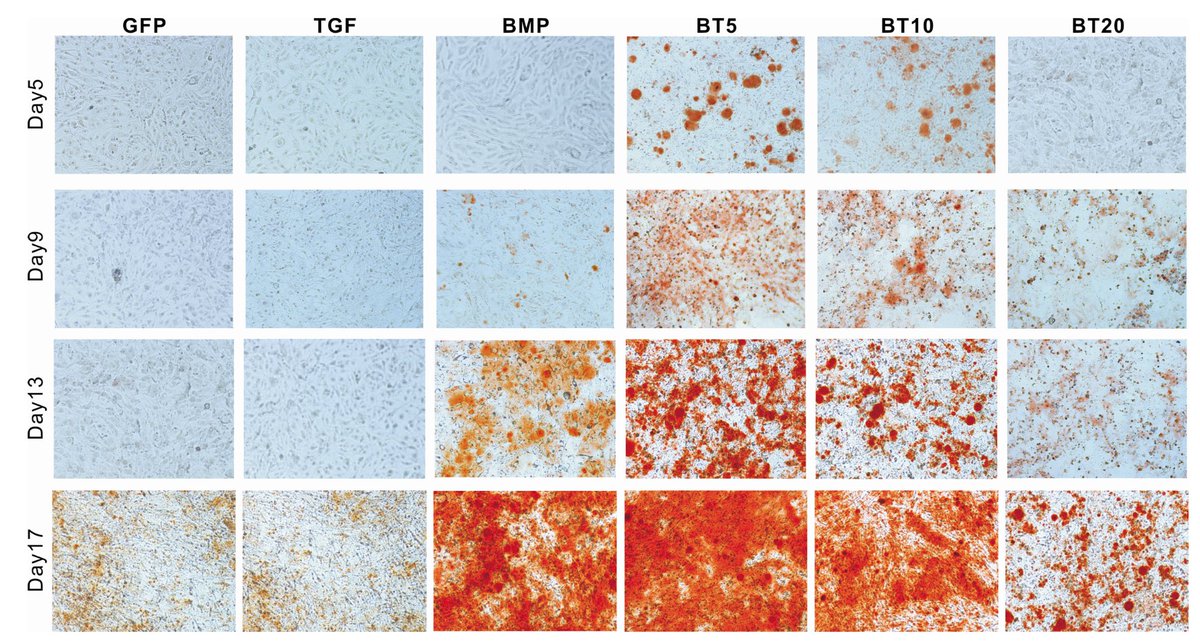 Elisabeth Bik tweet media